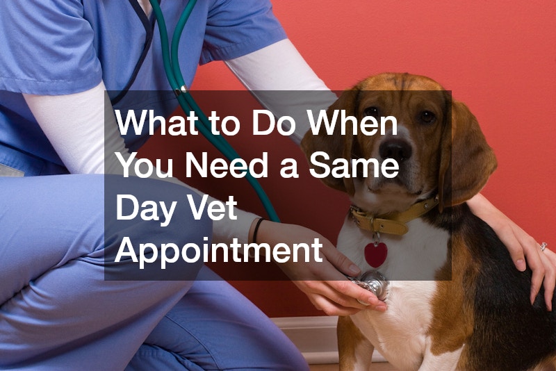 What to Do When You Need a Same Day Vet Appointment